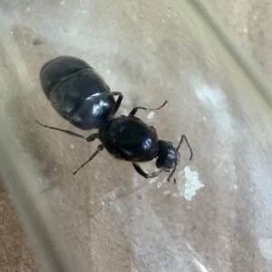 Reina Escamolera / Liometopum